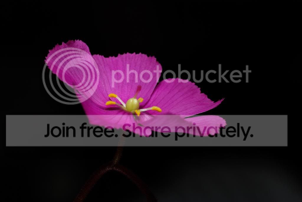 IMGP5414.jpg