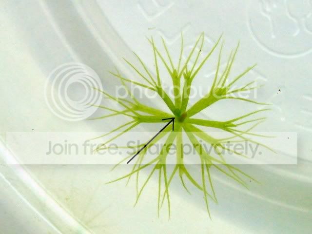 aldrovanda_cutting3.jpg
