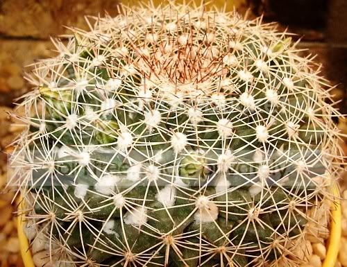 Cactiandsucculents3022.jpg