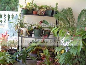 nepsandorchids017.jpg
