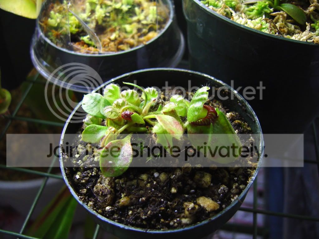 seedgrowncephalotus002.jpg