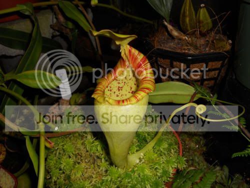 Novata-upper_12-1-11.jpg