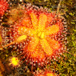 drosera_trinervia_thumb.JPG
