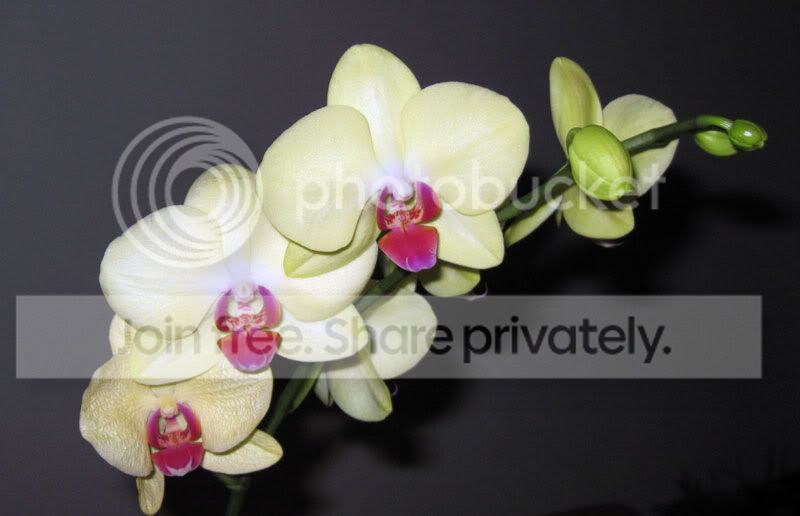orchids-1.jpg