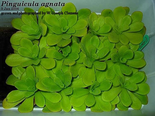 P_agnata_Jan2006.jpg