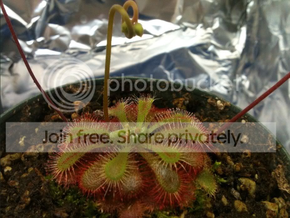 sundew4.jpg