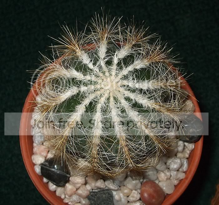 NotocactusWarasiidec080381.jpg
