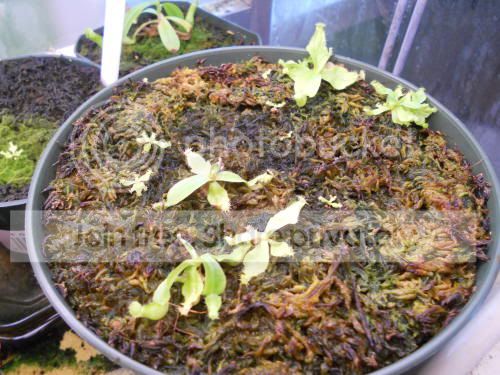 Nampullaria-red_7-10-11.jpg