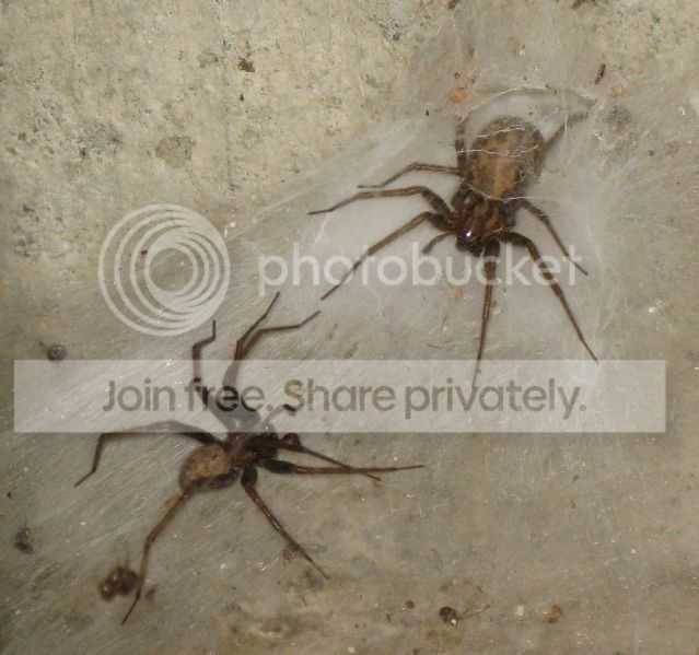 IMG_2679-basement-spiders-m-andfemale.jpg