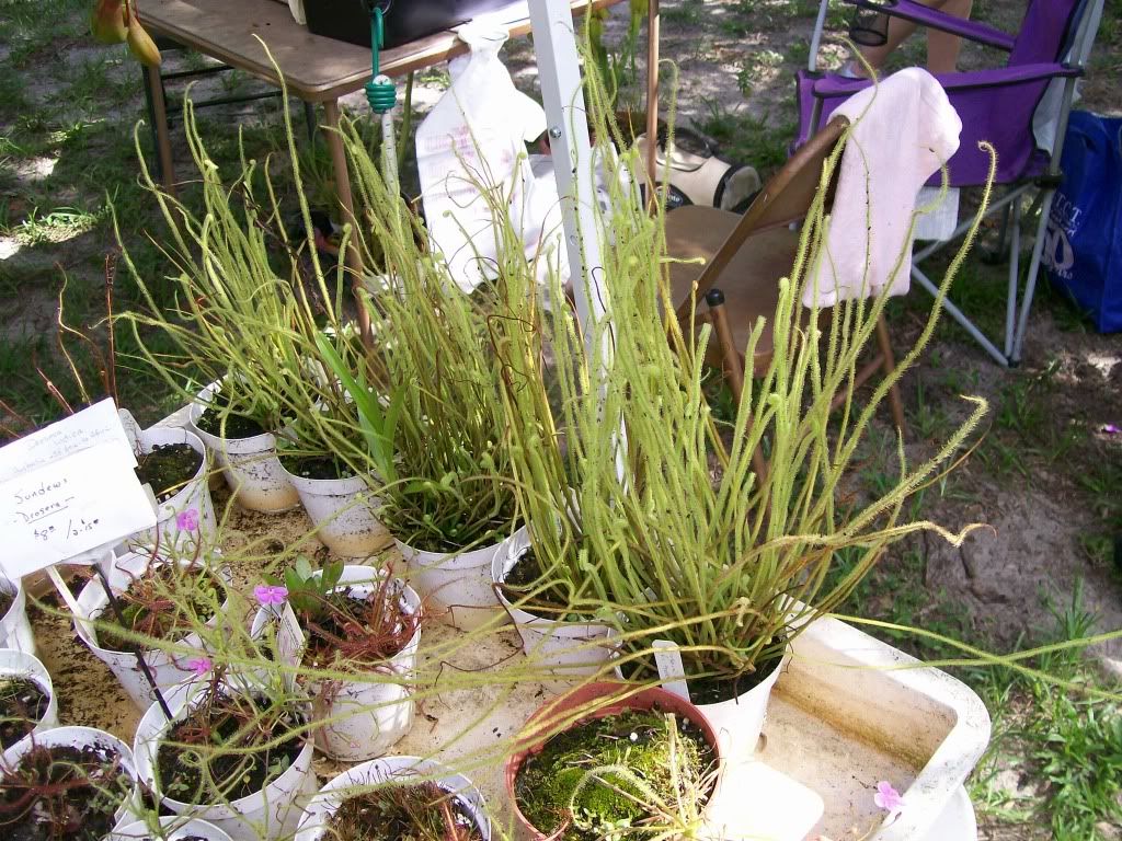 plantshow1.jpg