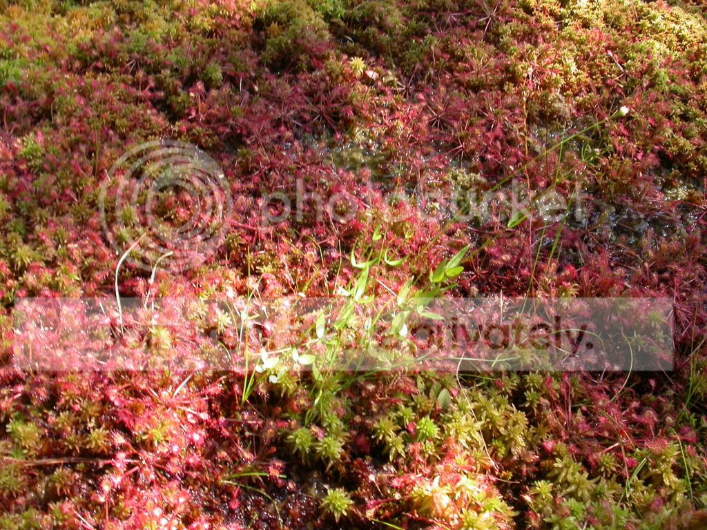 DSCN9133.jpg