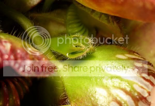 Cephdeformation7042011RS.jpg