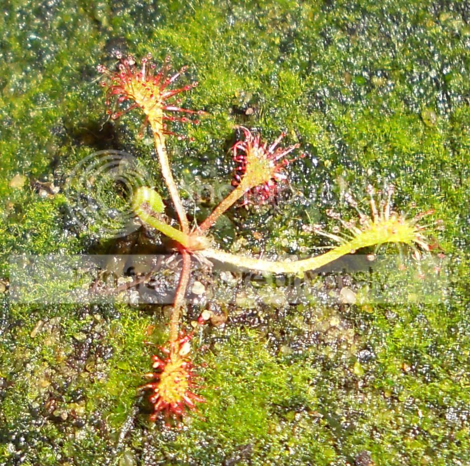 Dnidiformis_12-3-10.jpg
