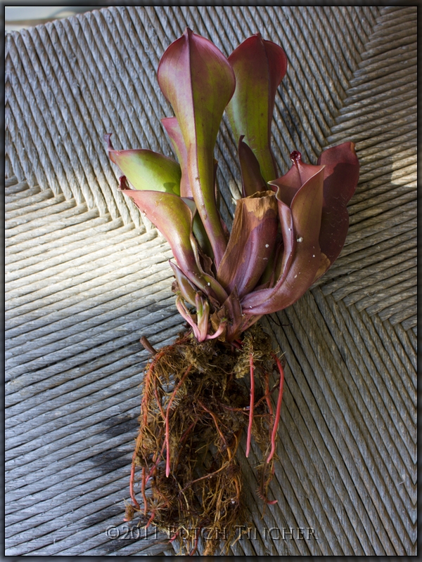red_root2.jpg