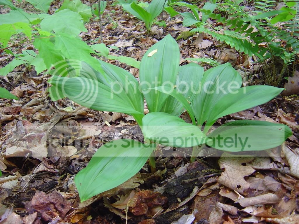 DSC03706.jpg