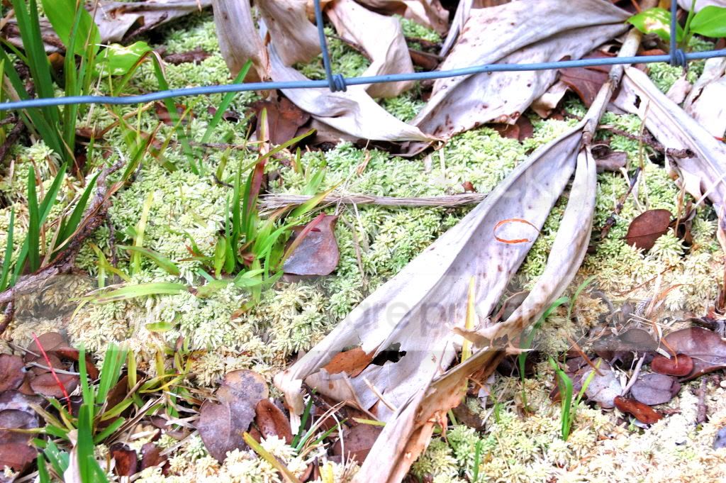 DSC_00020001_6.jpg