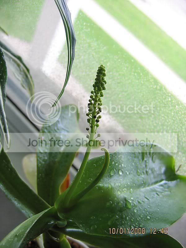 floweringJudithFinn.jpg