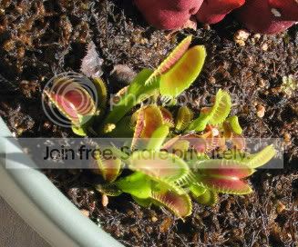 flytrap.jpg