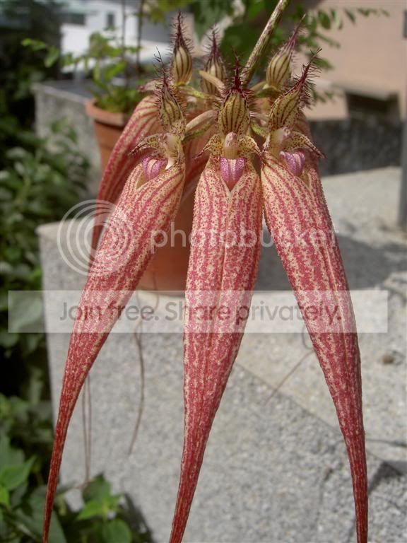 BulbophyllumxElizabethAnn061106Larg.jpg