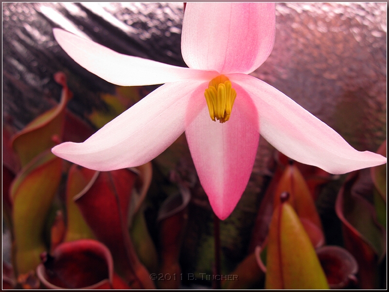 folliculata_flower_hf.jpg