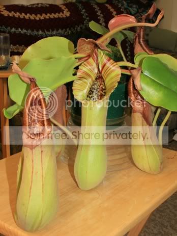 truncata6.jpg