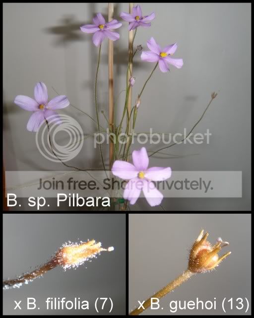 byblis_sp_Pilbara.jpg