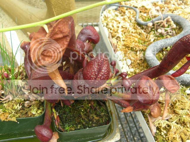 DSCN4388.jpg