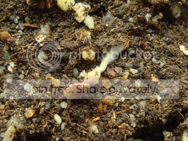 ibicella_lutea_seedling_2days.jpg