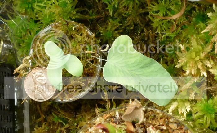 Unknownplant030611.jpg