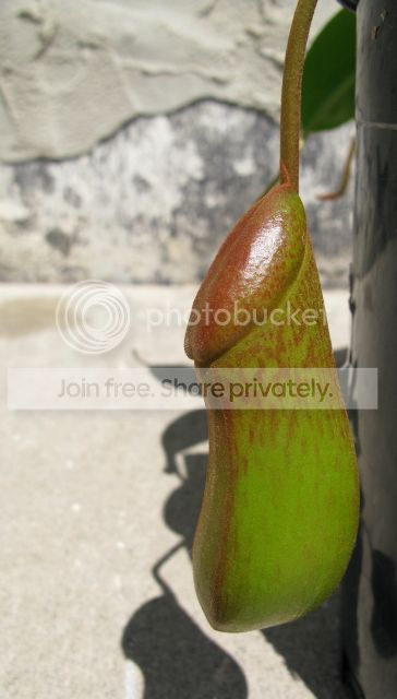 IMG_2608-N-ventricosa-x-ephippiata-EP.jpg