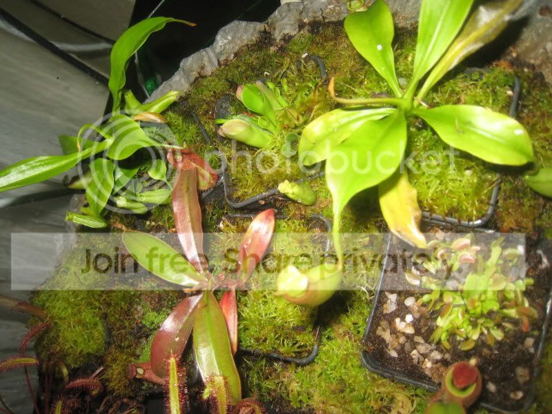 03OtherPlantsLR.jpg