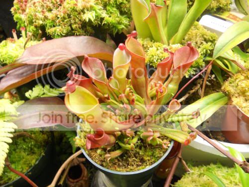 Hnutans_2-9-12.jpg