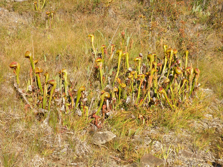 PA190794.jpg