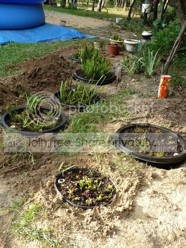 RoxiesBackyardBogs006.jpg
