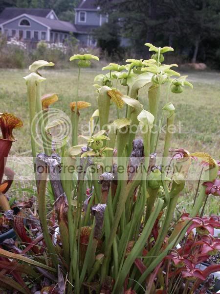 PICT0035.jpg