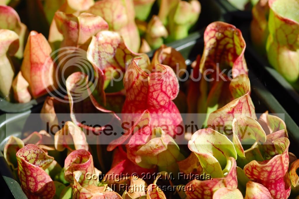 DSC_00190008_hf.jpg