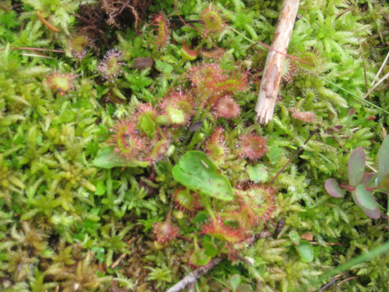 sundew3.jpg
