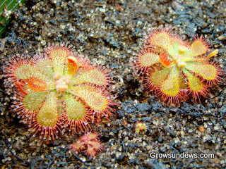 green_young_Drosera_sp_South_Africa_post.JPG