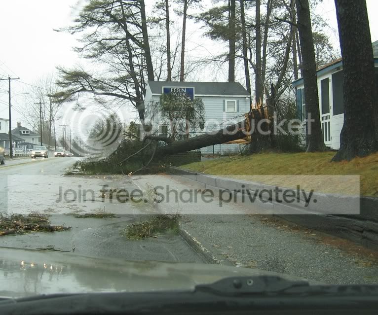 downedtree.jpg