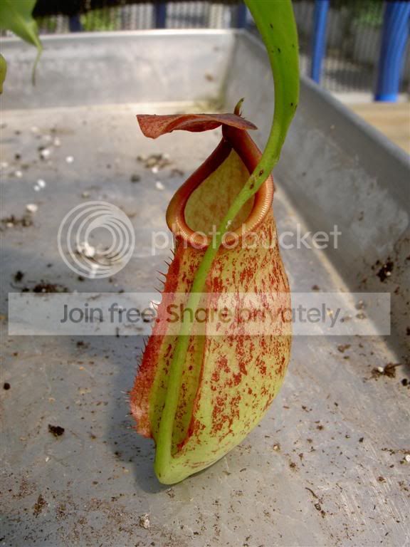 Nepenthesmirabilisxbicalcarata06092.jpg