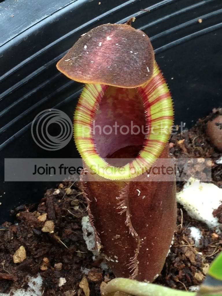 image_zpsccd67a69.jpg