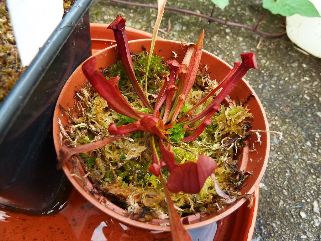 plants10032012053.jpg