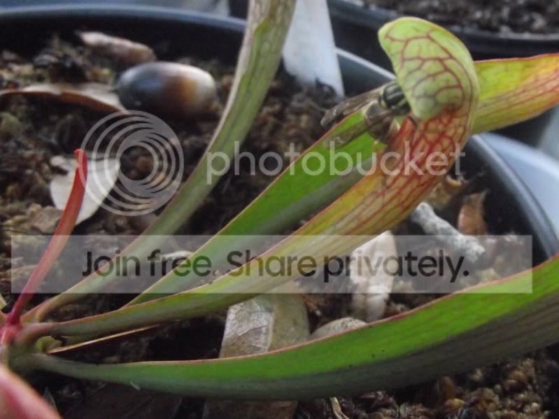 DSCF6687.jpg