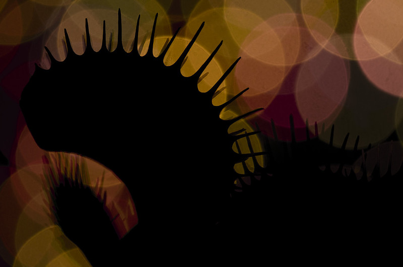 7702137226_8f344606cc_c.jpg