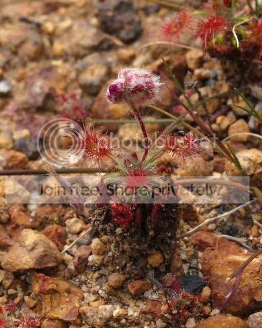 Drosera_lasiantha_tower.jpg