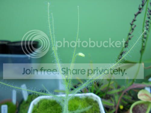byblis_12-20-11.jpg