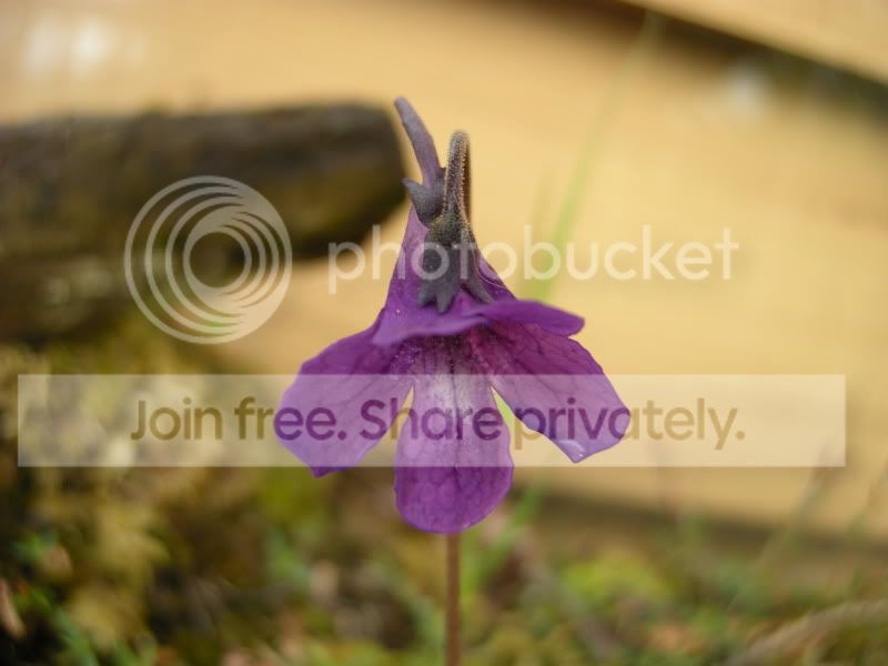 DSCN6018.jpg