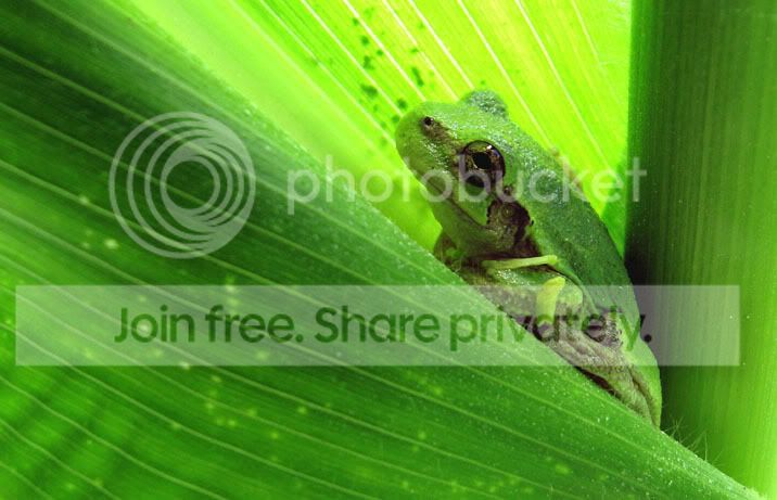 tree-frog-2-cropped-L.jpg
