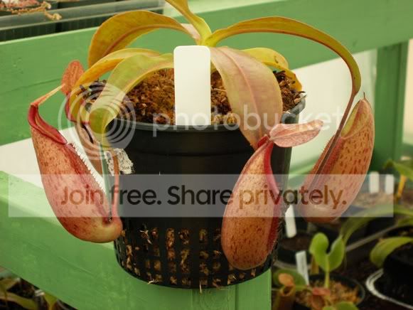 CopyofPICT0002.jpg