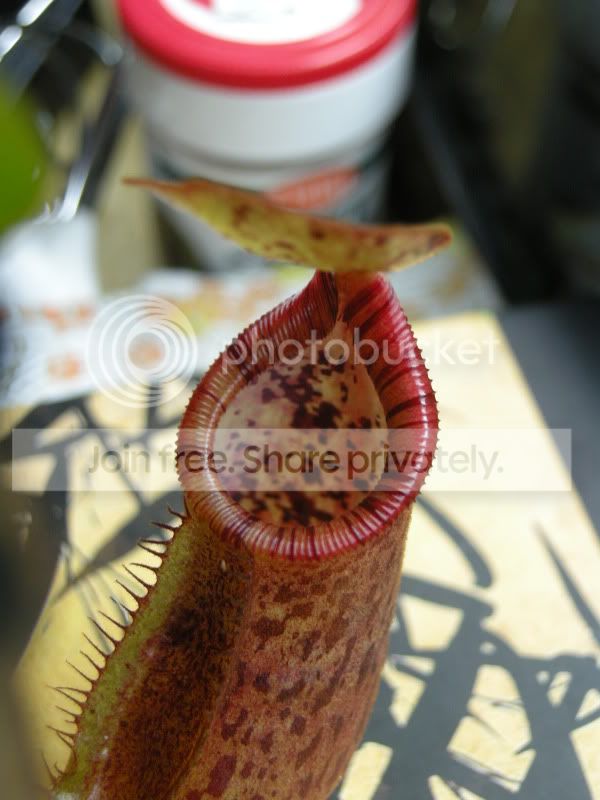 DSCN6859.jpg